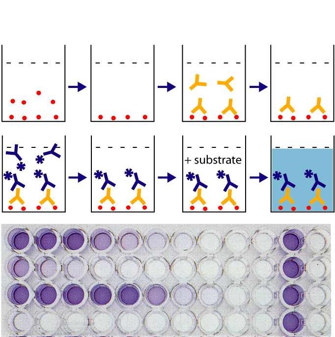 Standard ELISA System